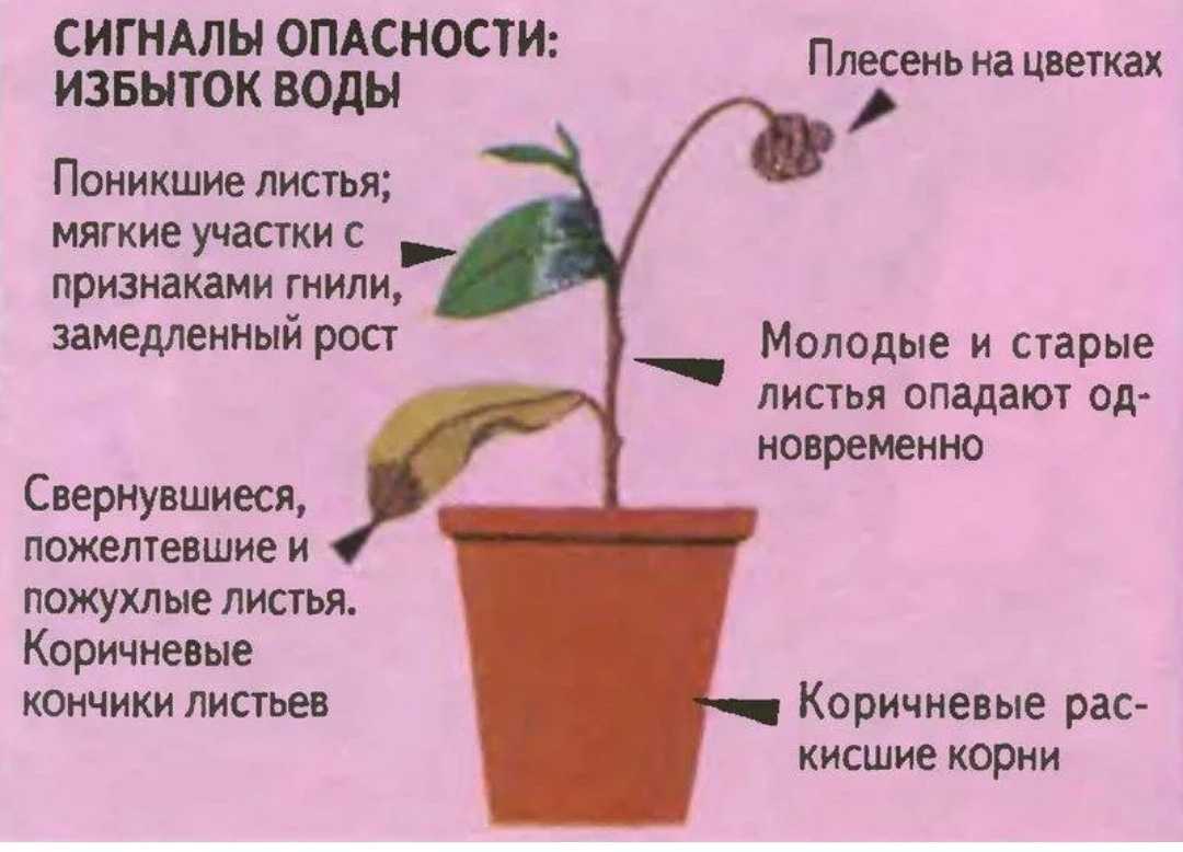 Как поливать цветы во время отпуска или длительного отсутствия