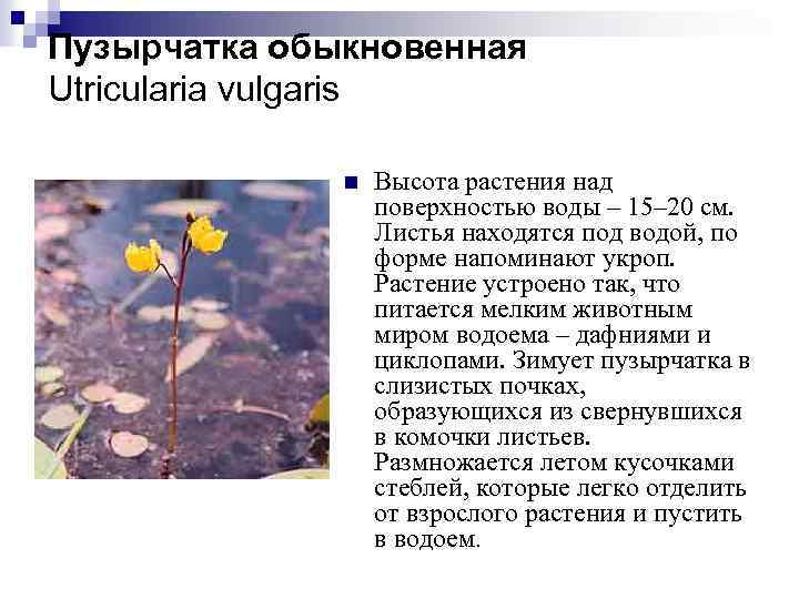 Хищник в вашем аквариуме: пузырчатка обыкновенная |