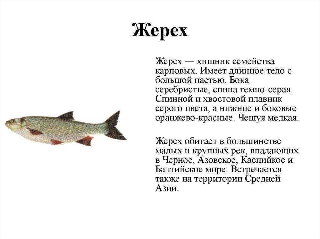 Жерех рыба – фото, описание, где водится и чем питается, как ловить и готовить шереспера