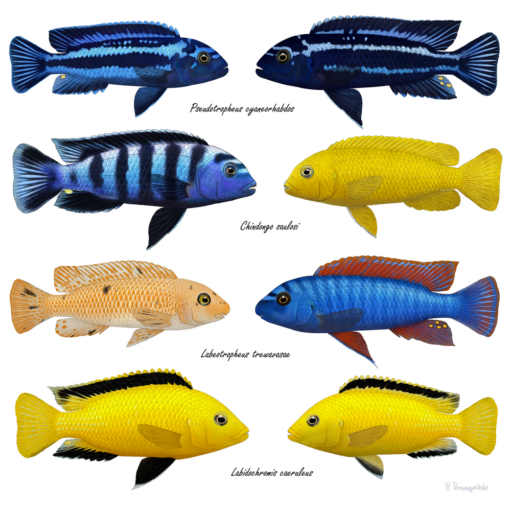 Nimbochromis livingstonii - frwiki.wiki