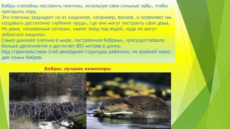 Для чего бобры строят плотины?