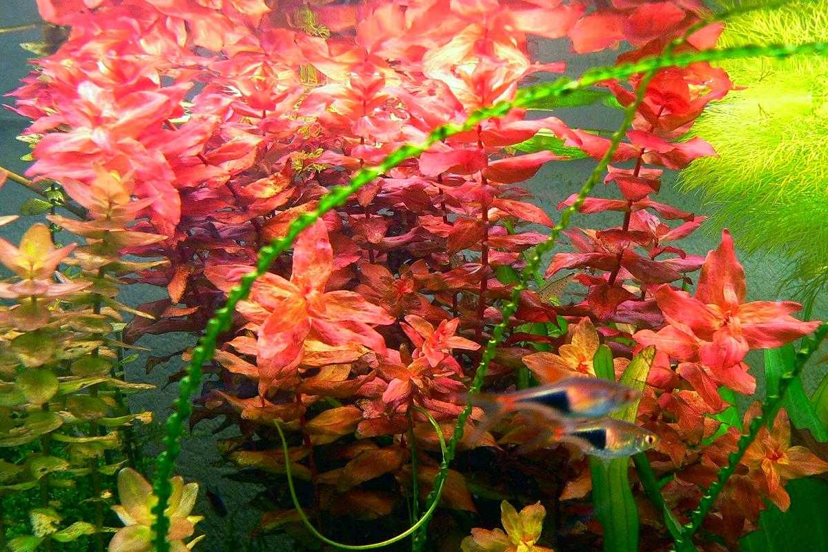 How to grow rotala macrandra & its varietals - the 2hr aquarist