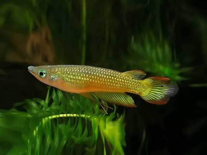Линеатус (полосатый панхакс) 🐠: все об аквариумных рыбках, кормление, уход, разведение