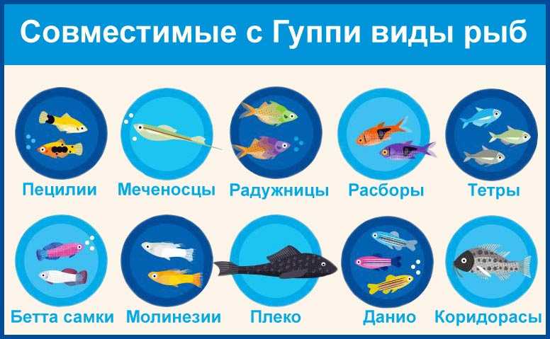 Неон рыбка