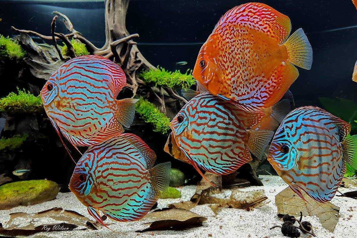 Symphysodon aequifasciatus (discus) — seriously fish