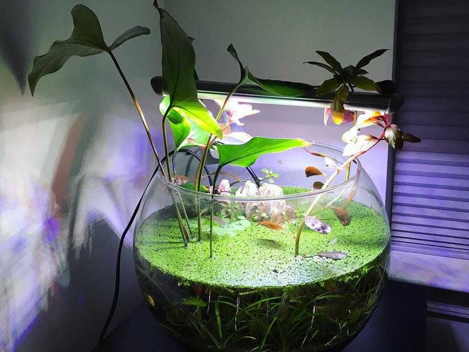 Можно ли использовать воду из аквариума для поливания комнатных цветов: секреты и рекомендации