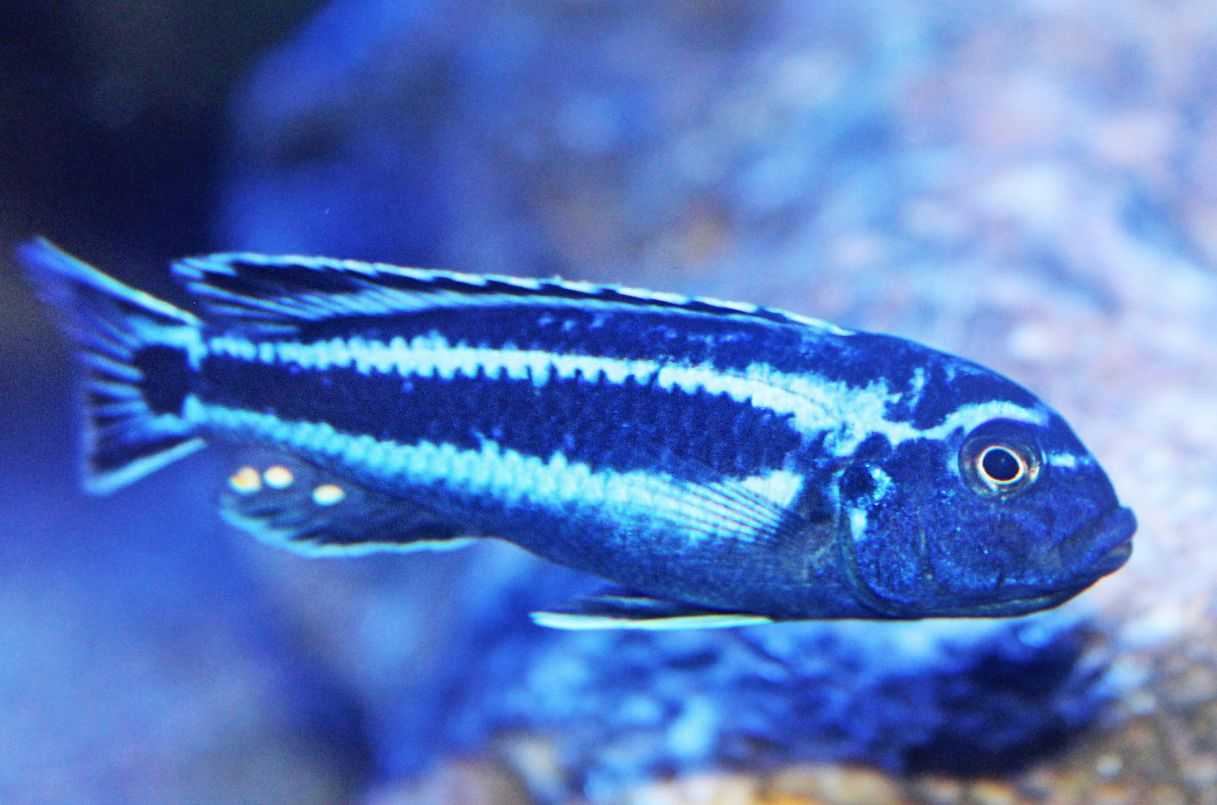 Меланохромис (melanochromis): содержание, совместимость, виды