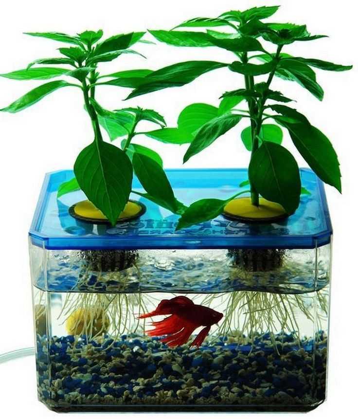 Аквафанат: выращивание аквариумных растений. простой метод.
