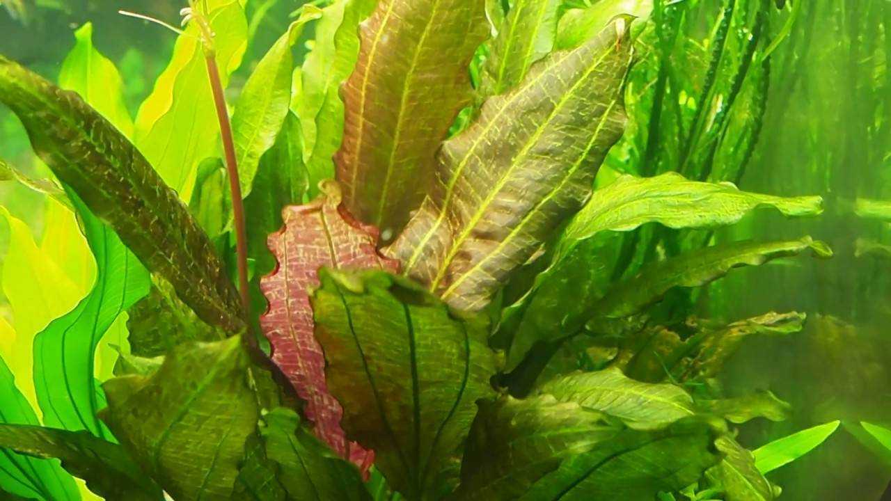 Эхинодорус оцелот (echinodorus ozelot): описание, содержание, фото и отзывы