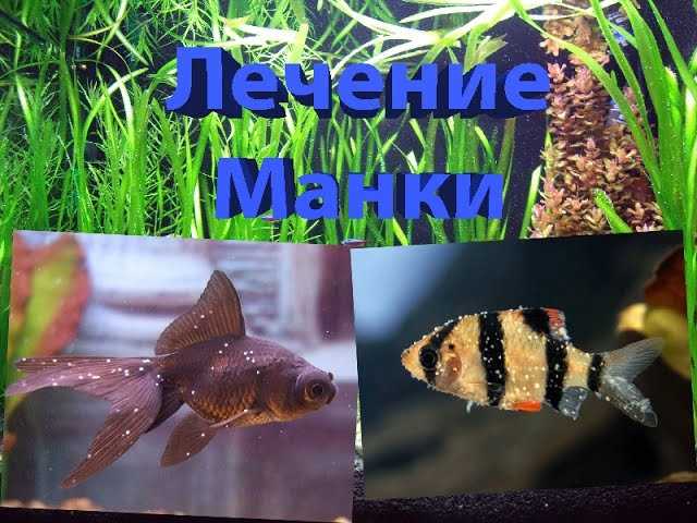 Лечение рыбок