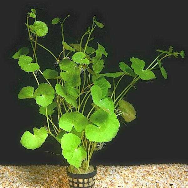 Гидрокотила белоголовая или щитолистник (hydrocotyle leucocephala)
