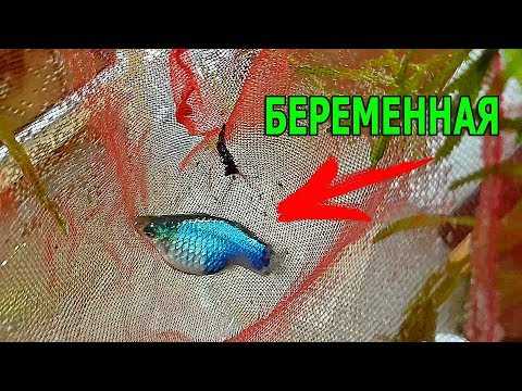Пецилия / на латыни: xiphophorus maculatus