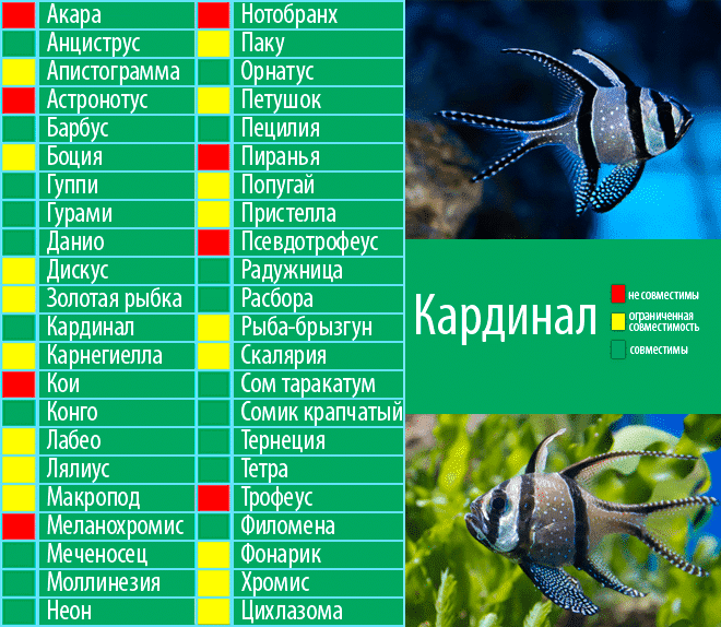 Скалярии: содержание и размножение