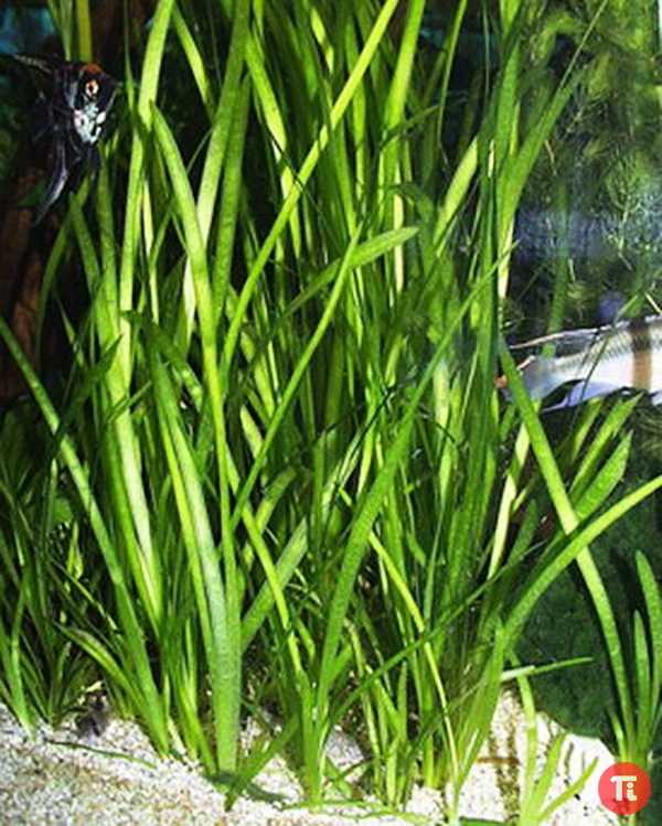 Валлиснерия гигантская (vallisneria gigantea): описание, содержание, фото и отзывы