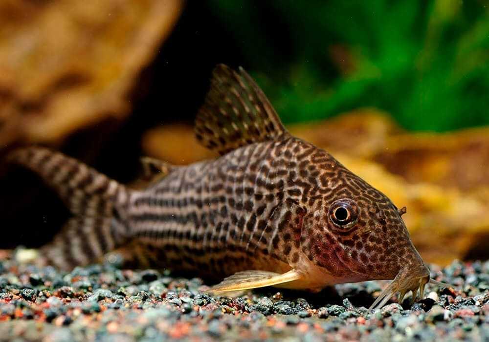 Аквариумные рыбки сомики: коридорасы и самые маленькие сомики