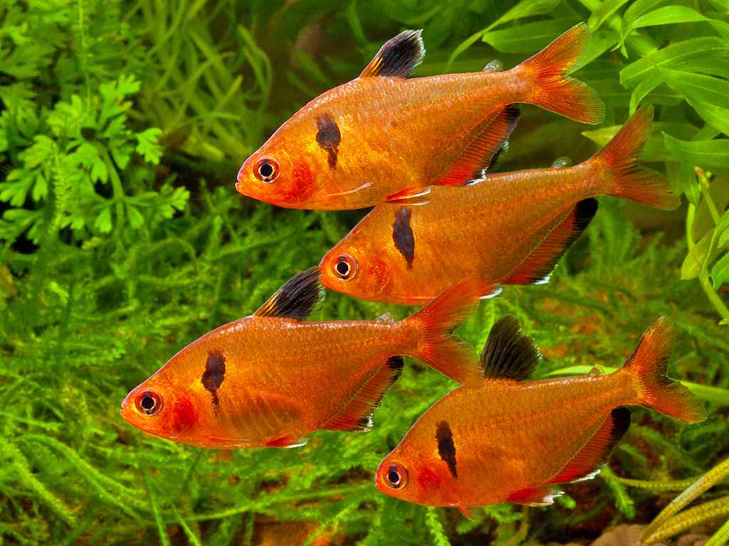 Светящиеся (флуоресцентные) аквариумные рыбки. glofish