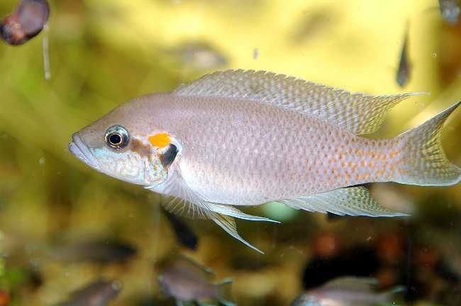 Принцесса бурунди (neolamprologus brichardi)
