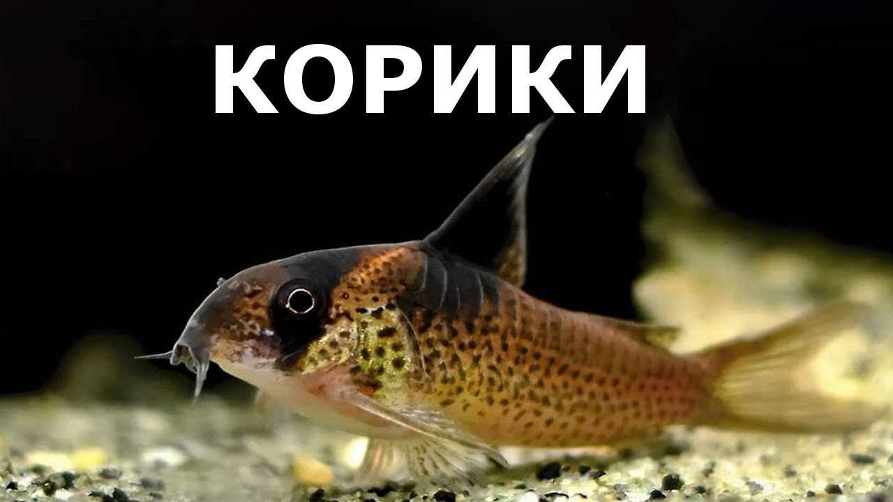 Маленькие сомики для аквариума