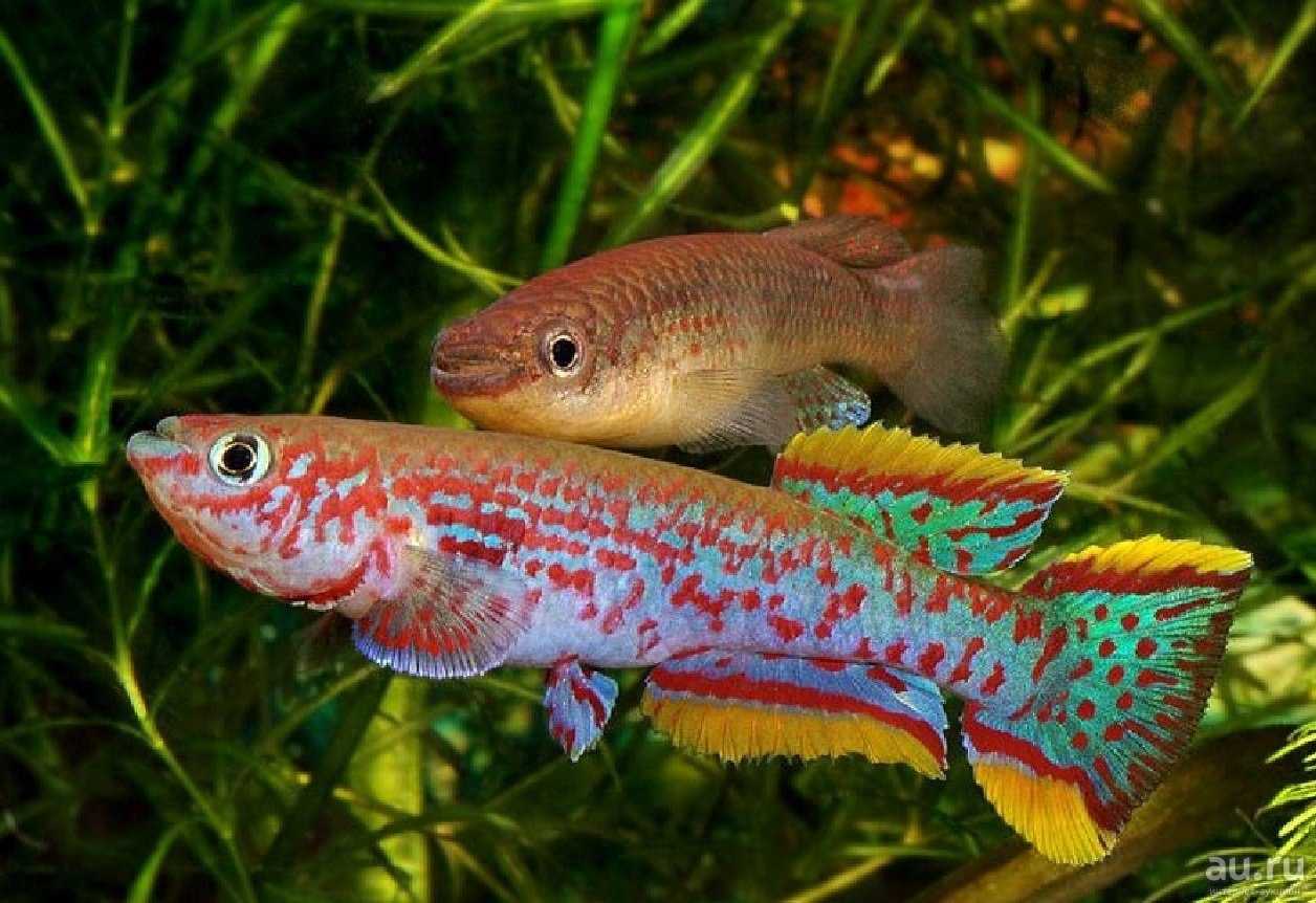 Афиосемион гарднера (fundulopanchax gardneri nigerianus)