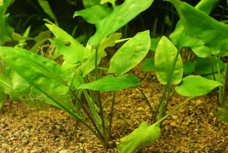 Криптокорина беккета петча (cryptocoryne beckettii petchii): описание, содержание, фото и отзывы