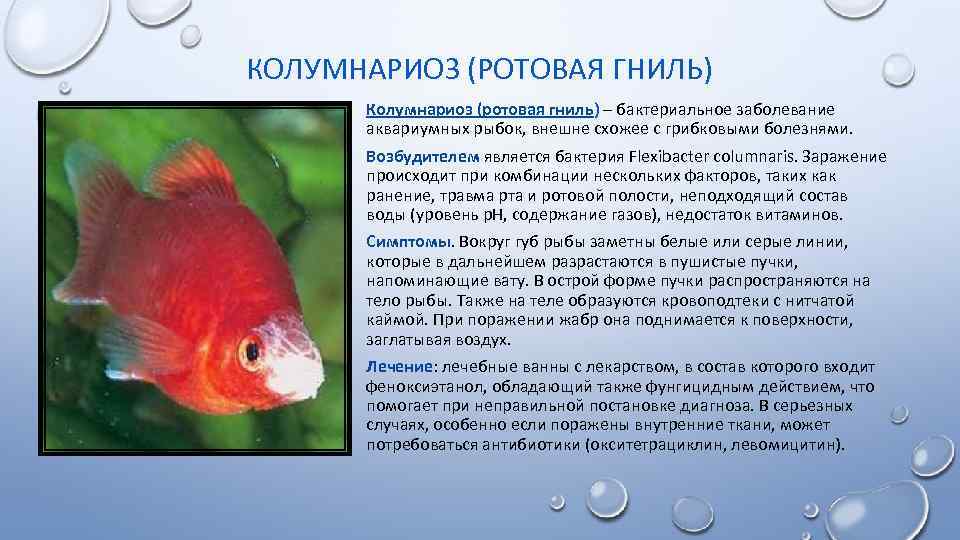 Болезни аквариумных рыб: лечение,описание,фото,симптомы,видео | аквариумные рыбки