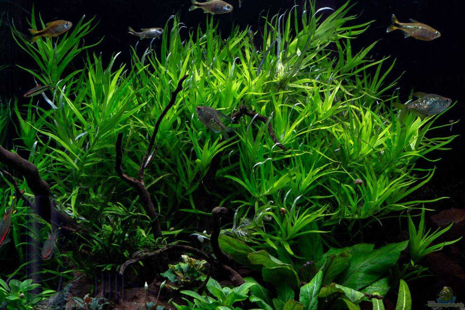 Гетерантера остролистная (heteranthera zosterifolia): описание, содержание, фото и отзывы