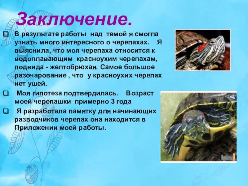 Среднеазиатская черепаха сухопутная. красноухая черепахах черепахи в дом условиях