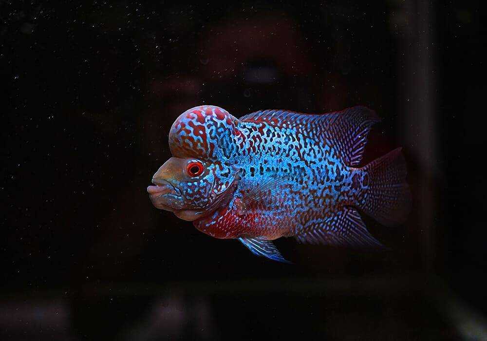 Цихлазома бриллиантовая (herichthys cyanoguttatum): виды, фото