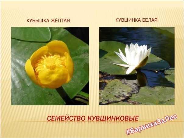 Кувшинка: описание растения, разновидность и выращивание