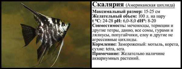 Самая маленькая скалярия