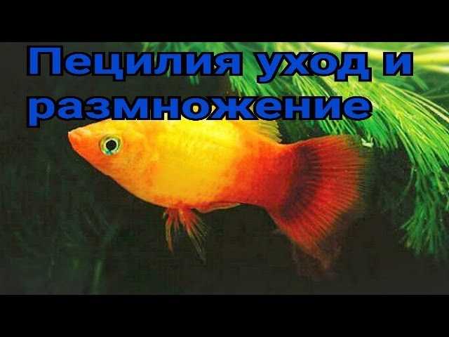 Аквариумная рыбка пецилия