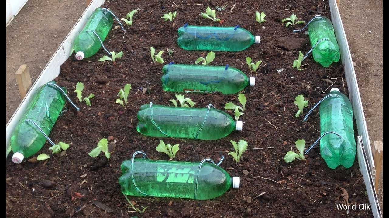 Капельный полив из бутылок своими руками
